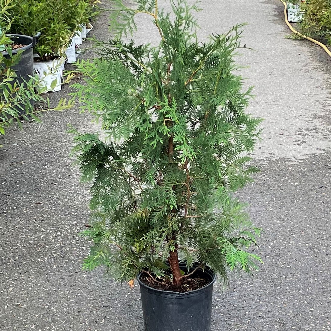 Cedar 'Black'
