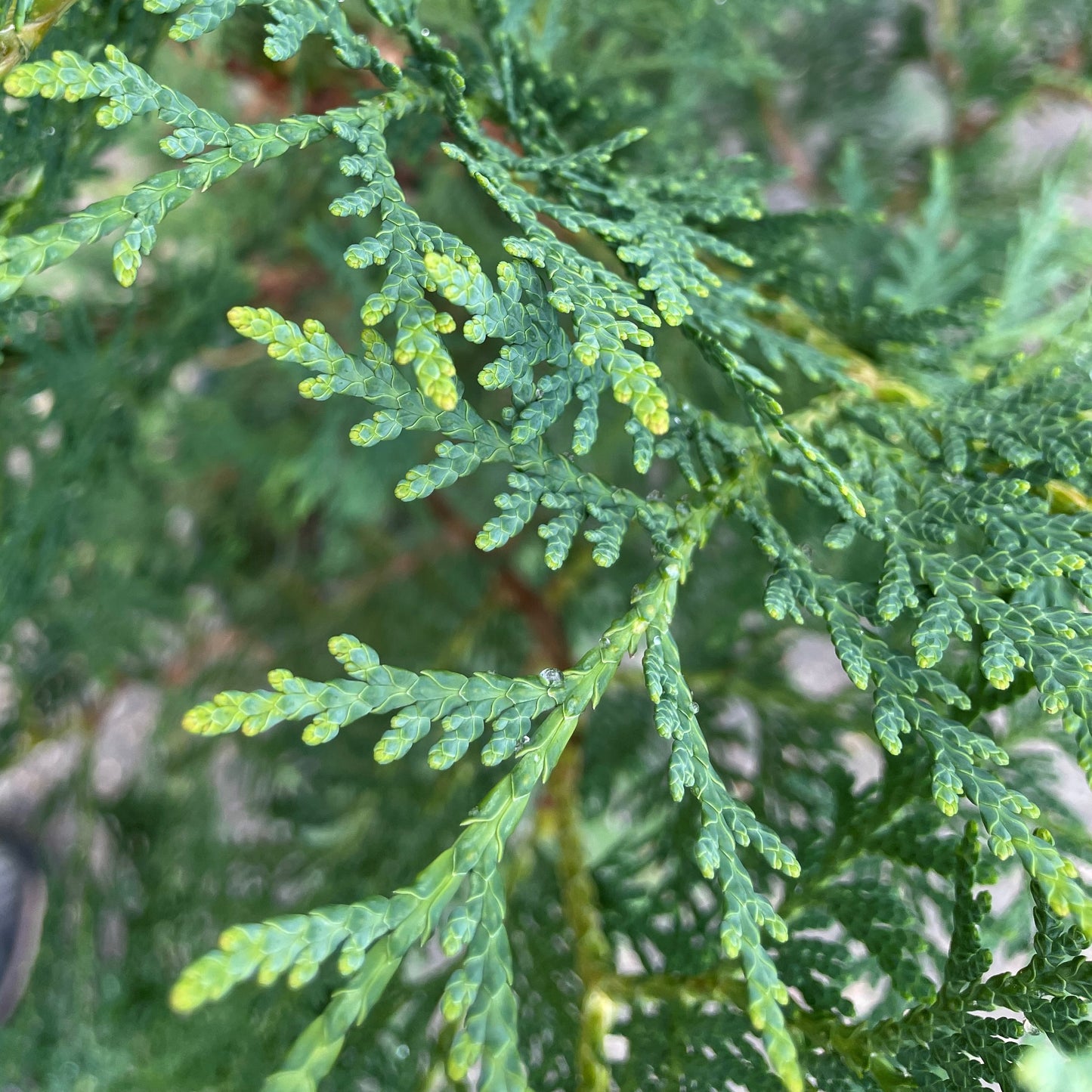 Cedar 'Black'