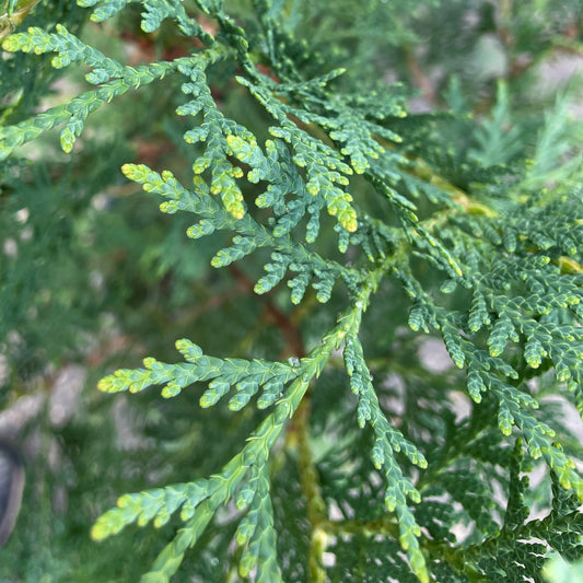 Cedar 'Black'