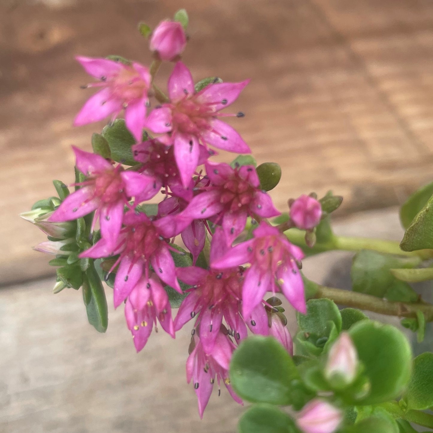 Stonecrop 'Tricolour'