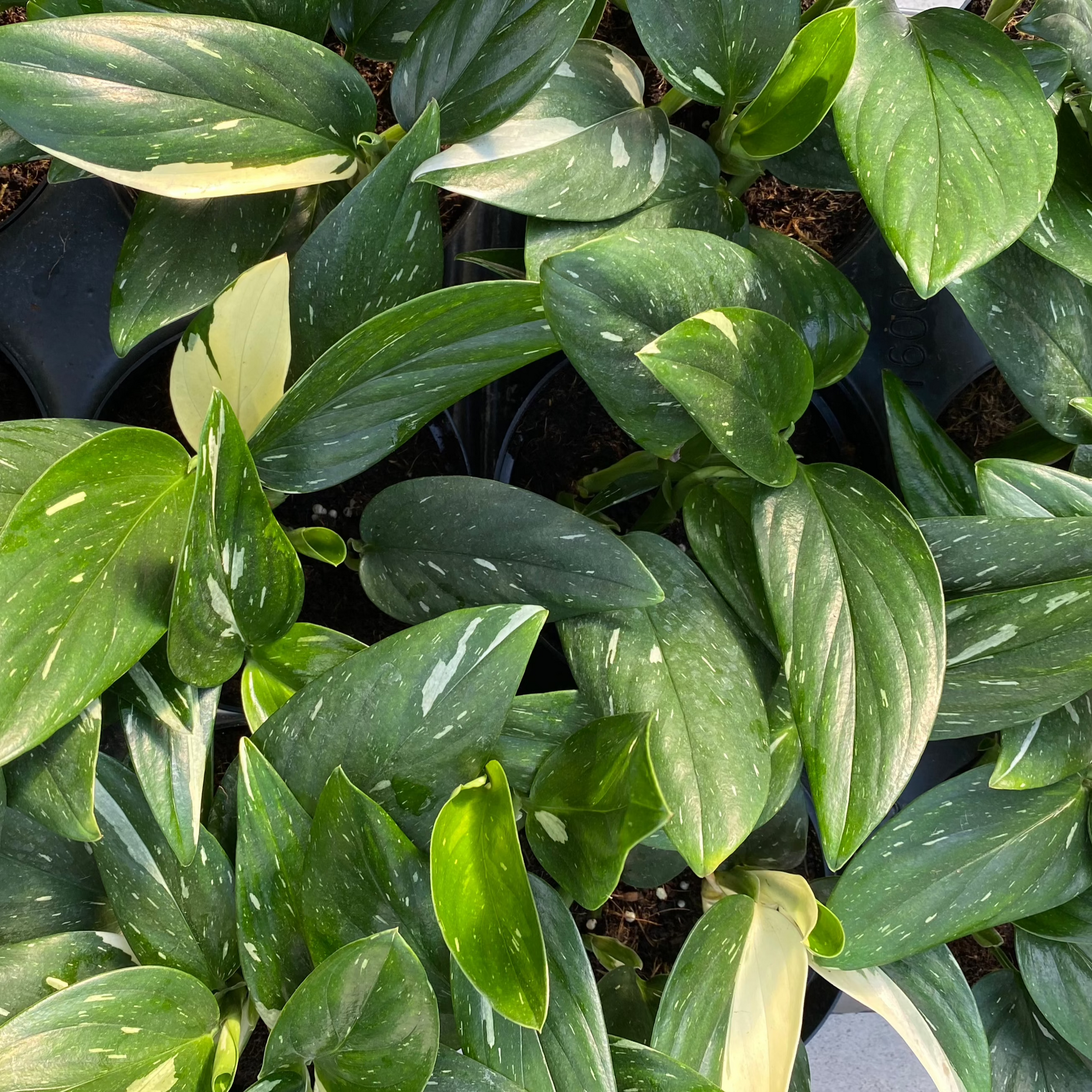 philodendron cobra for sale Philodendron 'Cobra'