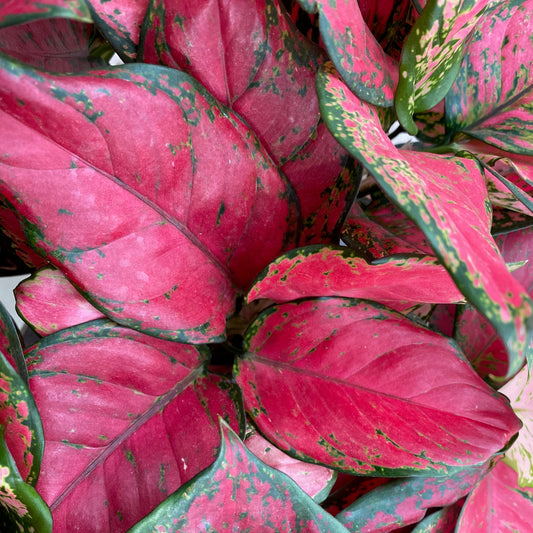 Aglaonema 'Majesty Red'