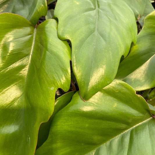 Philodendron 'Mayoi'