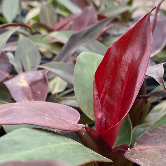 Philodendron 'Red Sun'