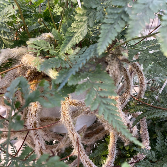 Rabbit's Foot Fern