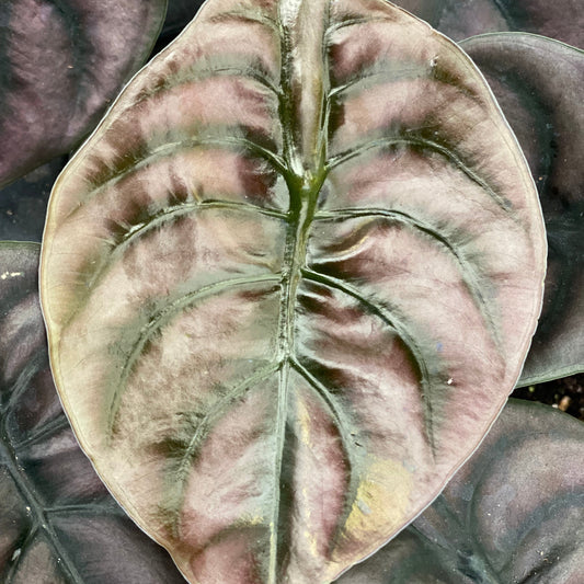 Alocasia 'Red Secret'