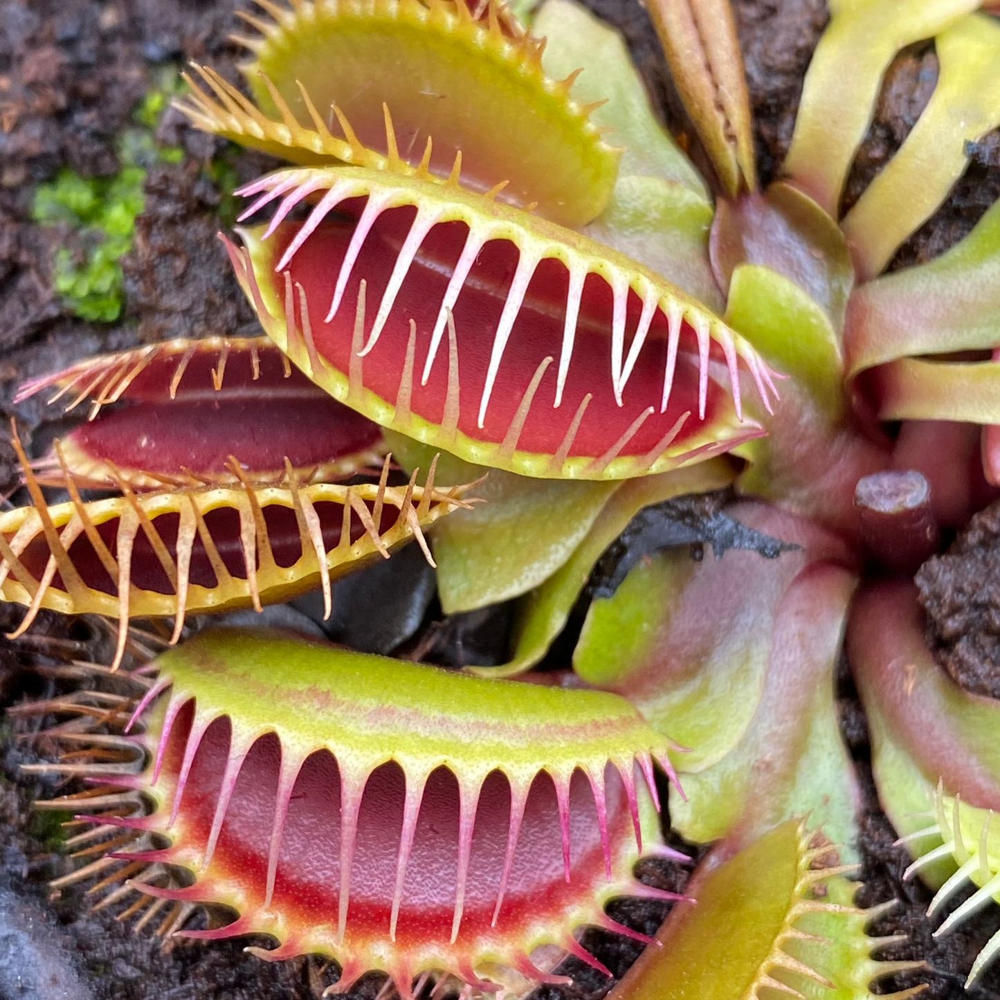Venus Flytrap
