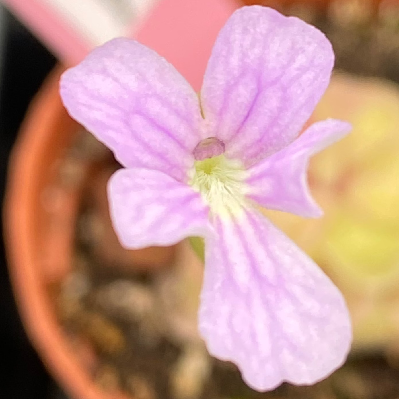 Butterwort Assorted