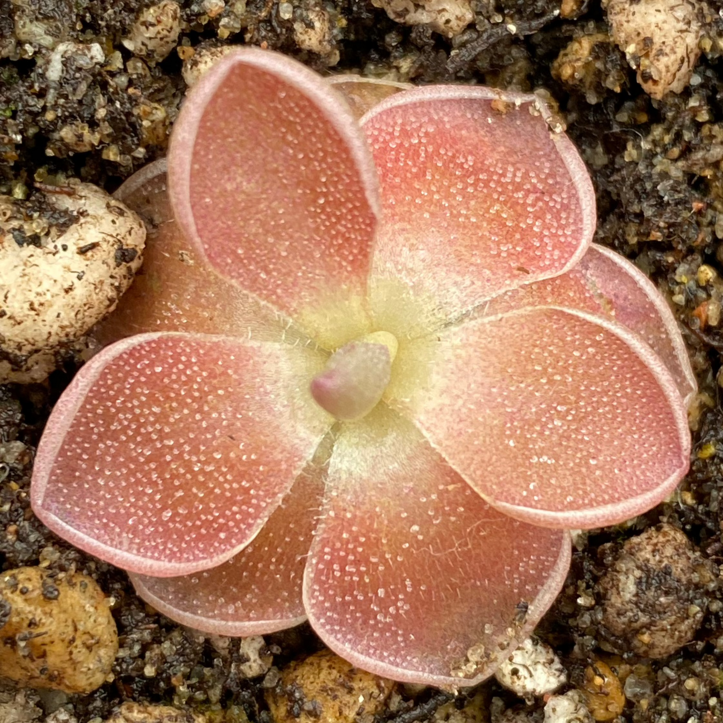 Butterwort Assorted