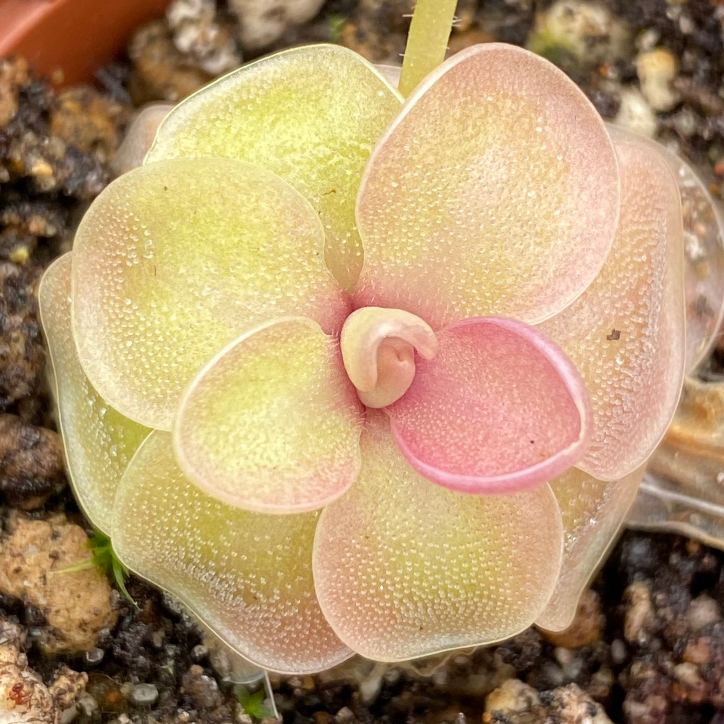 Butterwort Assorted
