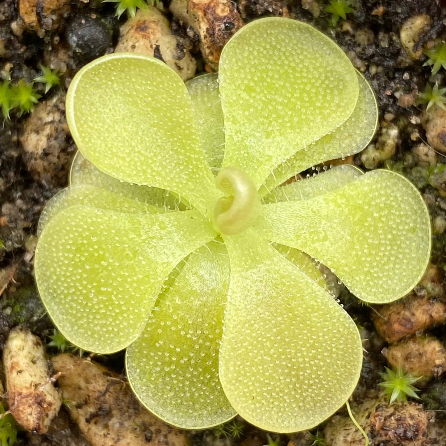 Butterwort Assorted