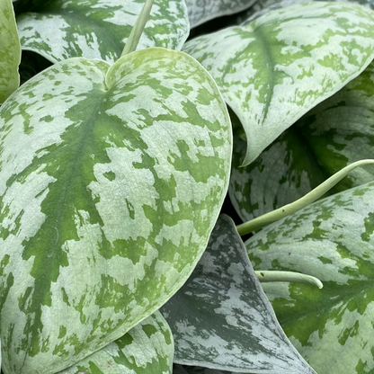 Satin Pothos 'Exotica'