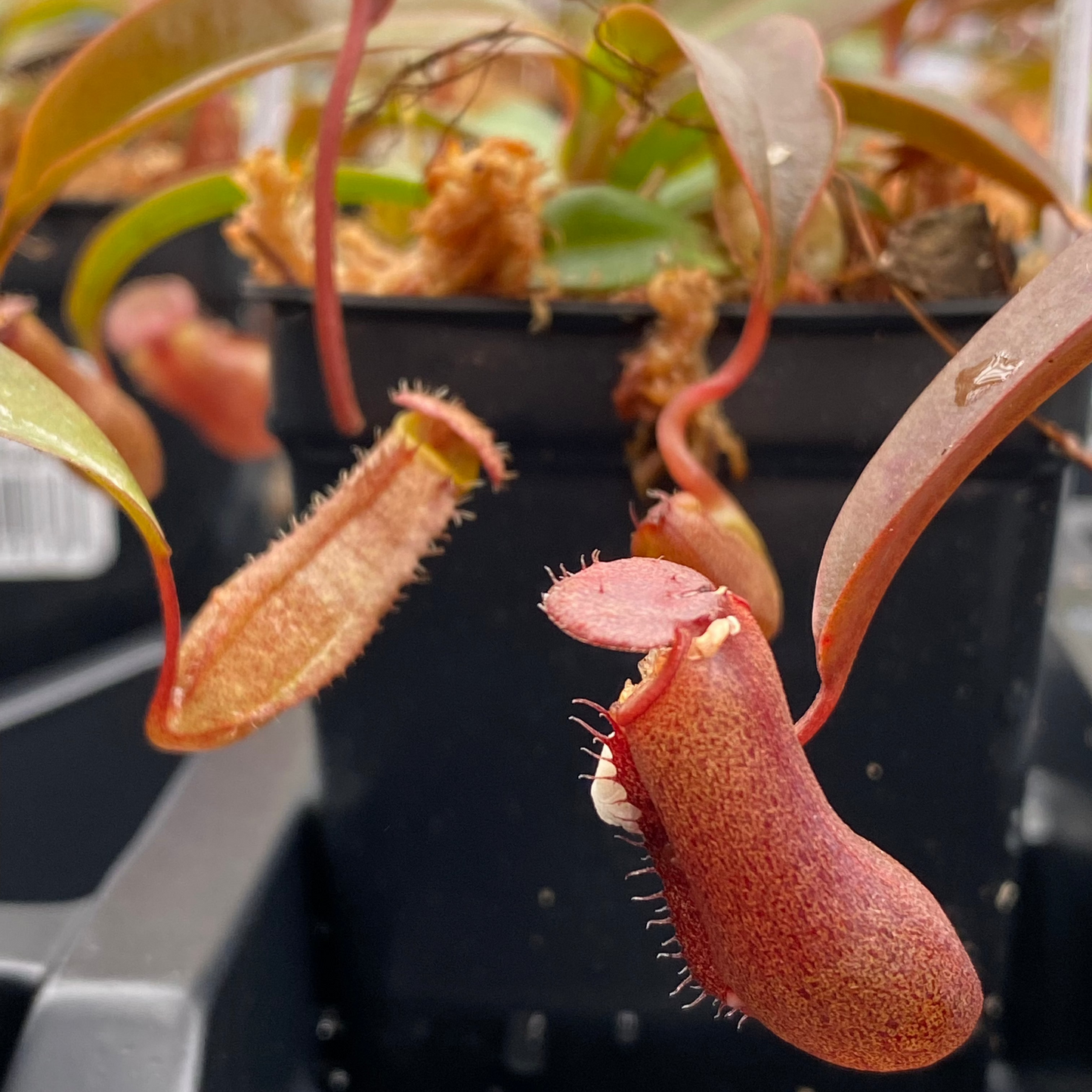 Pitcher Plant 'Rebecca Sopher'