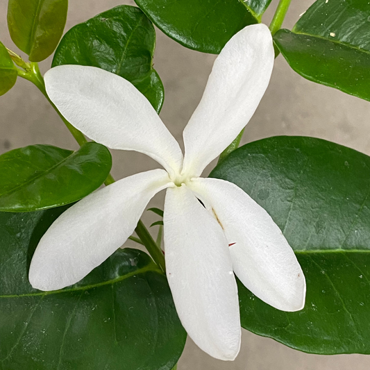 Natal Plum