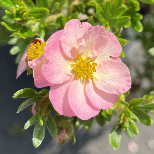 Potentilla 'Happy Face®'