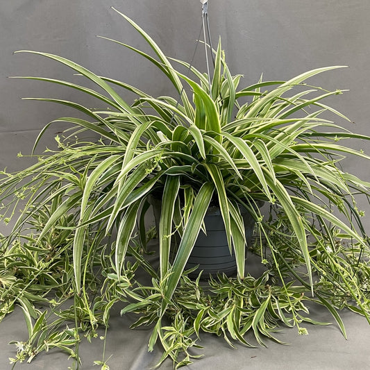 Spider Plant Reverse Variegated 10" HB