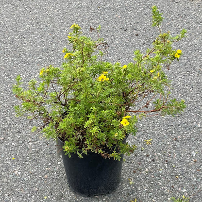 Potentilla 'Mango Tango'