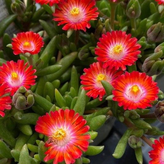 Ice Plant 'Jewel of Desert'