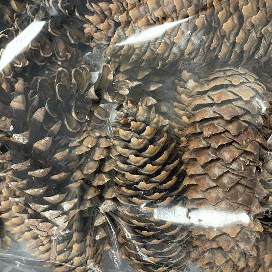 Cones Local Assorted 24/Pkg