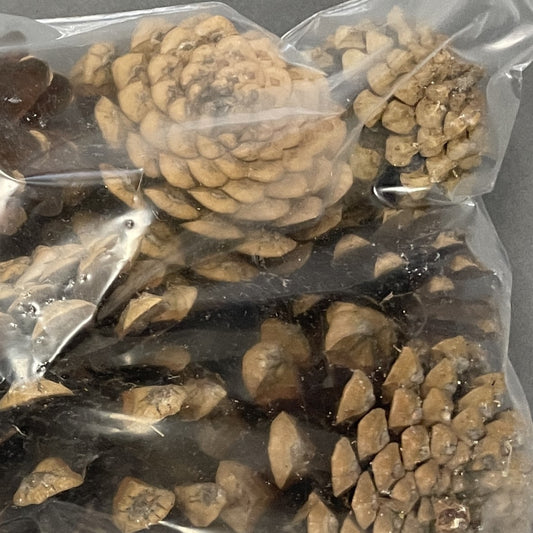 Cones Pine Small (Approx. 1-2") 24/Pkg