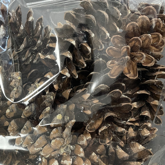 Cones White Pine 24/Pkg