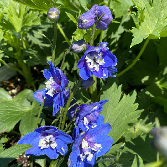 Larkspur 'Pacific Giants'