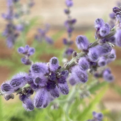 Russian Sage 'Little Spire'