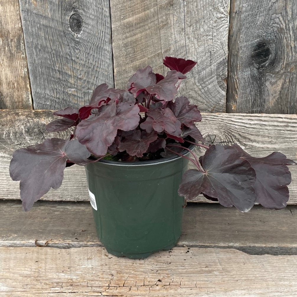 Coral Bells 'Obsidian'