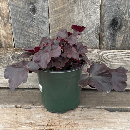 Coral Bells 'Obsidian'
