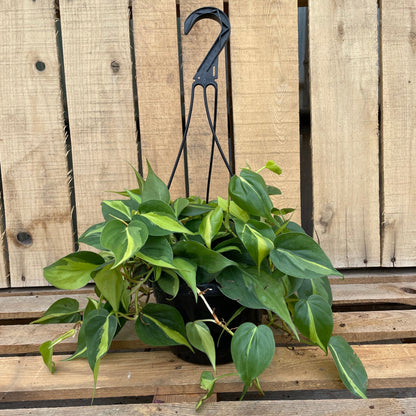 philodendron brasil hanging basket Philodendron 'Brazil' – Scott's Nursery Ltd