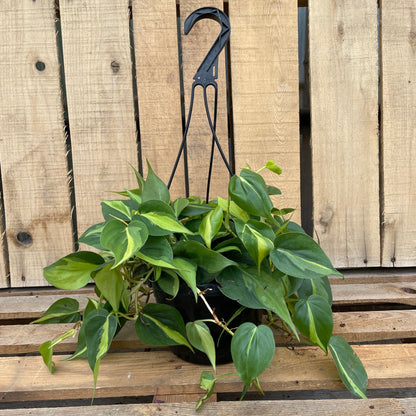 Philodendron 'Brazil'