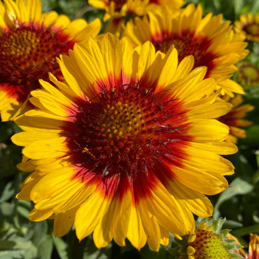 Blanket Flower 'Mesa™'