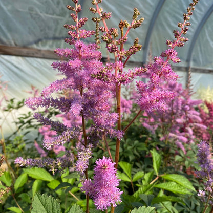 Garden Astilbe 'Amethyst'