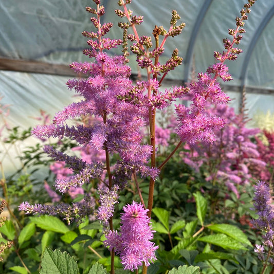 Garden Astilbe 'Amethyst'