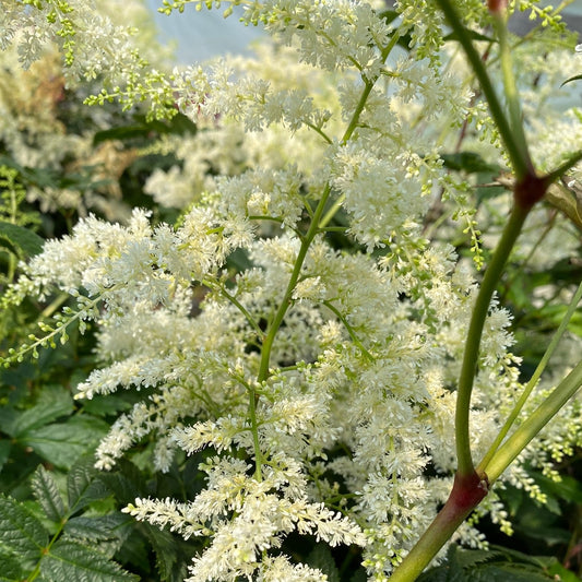 False Goat's Beard 'Bridal Veil'