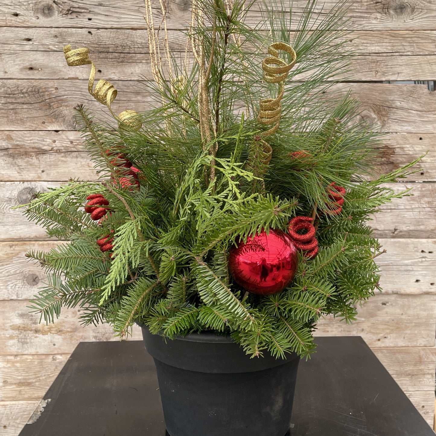 Fresh Christmas Planter 'Glitz & Glam' 10" Pot