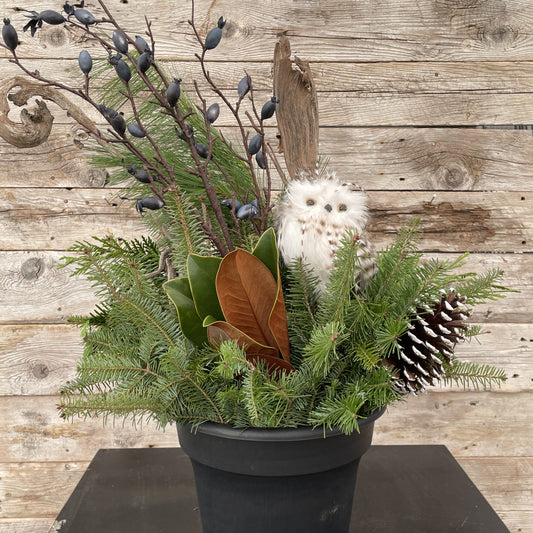 Fresh Christmas Planter with Owl & Natraj 10" Pot