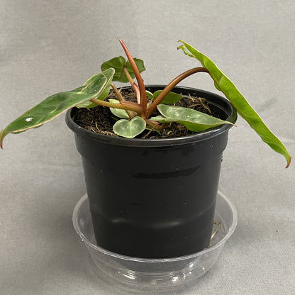 Philodendron Billietiae 4" Pot