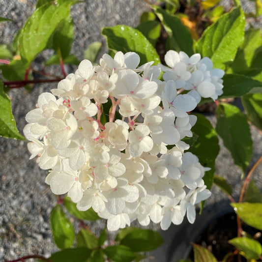 Hydrangea 'Vanilla Strawberry™'