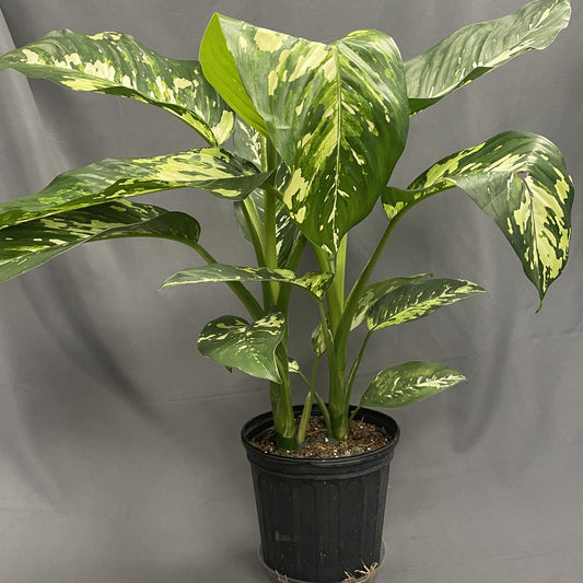 Dieffenbachia Puerto Rico Variegated 10" Pot