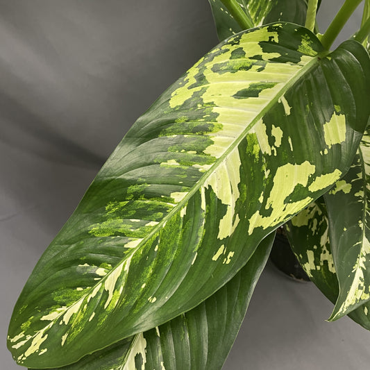 Dieffenbachia 'Puerto Rico'