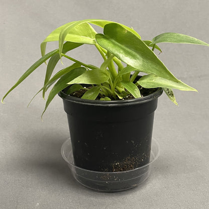 Philodendron Bob Cee Variegated 4" Pot