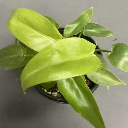 Philodendron Bob Cee Variegated 4" Pot