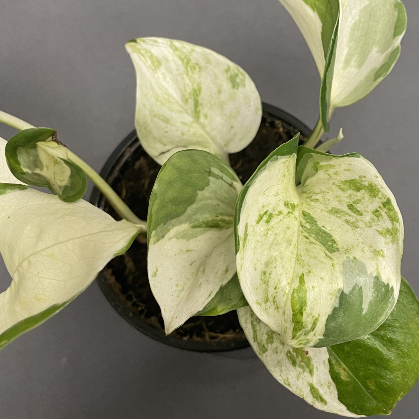 Pothos 'Manjula'