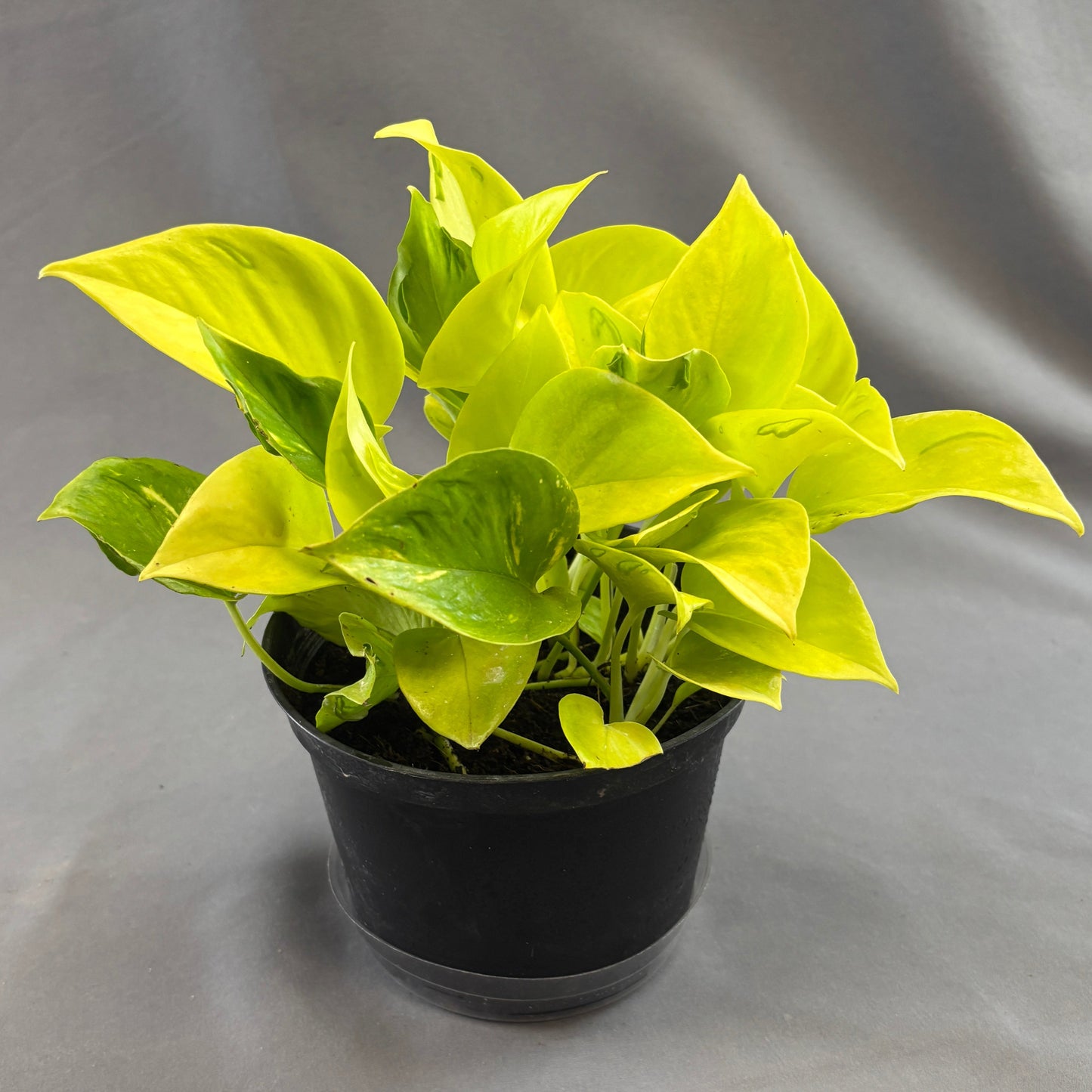 Pothos 'Champs Élysées'