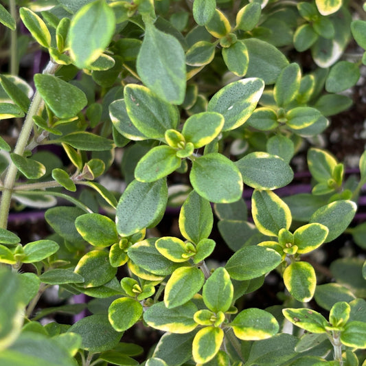 Thyme 'Lemon Variegated'