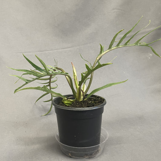 Philodendron Tortum 4" Pot