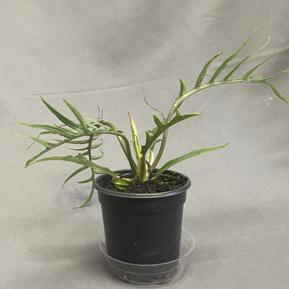 Philodendron 'Tortum'