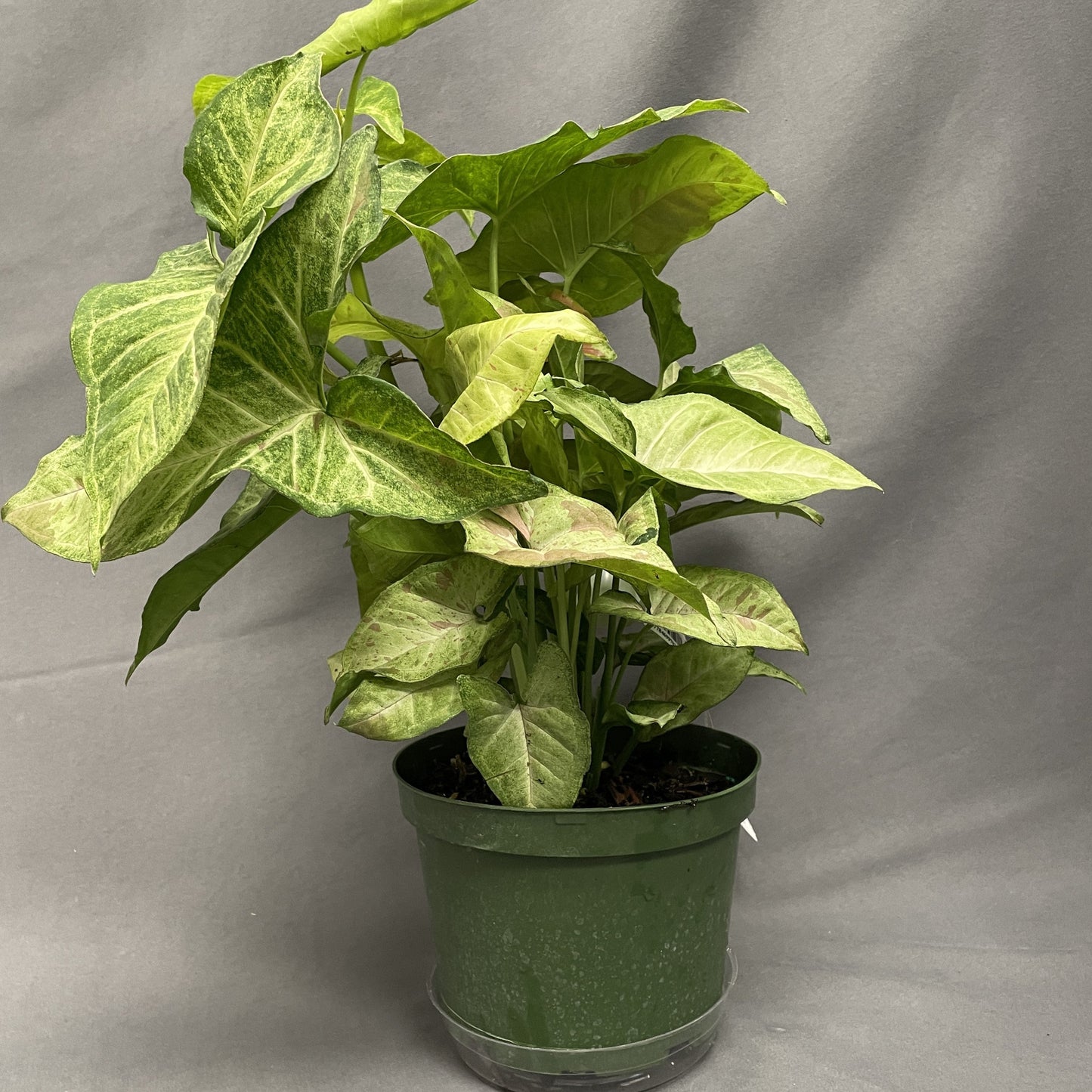 Syngonium 'Confetti' Arrowhead