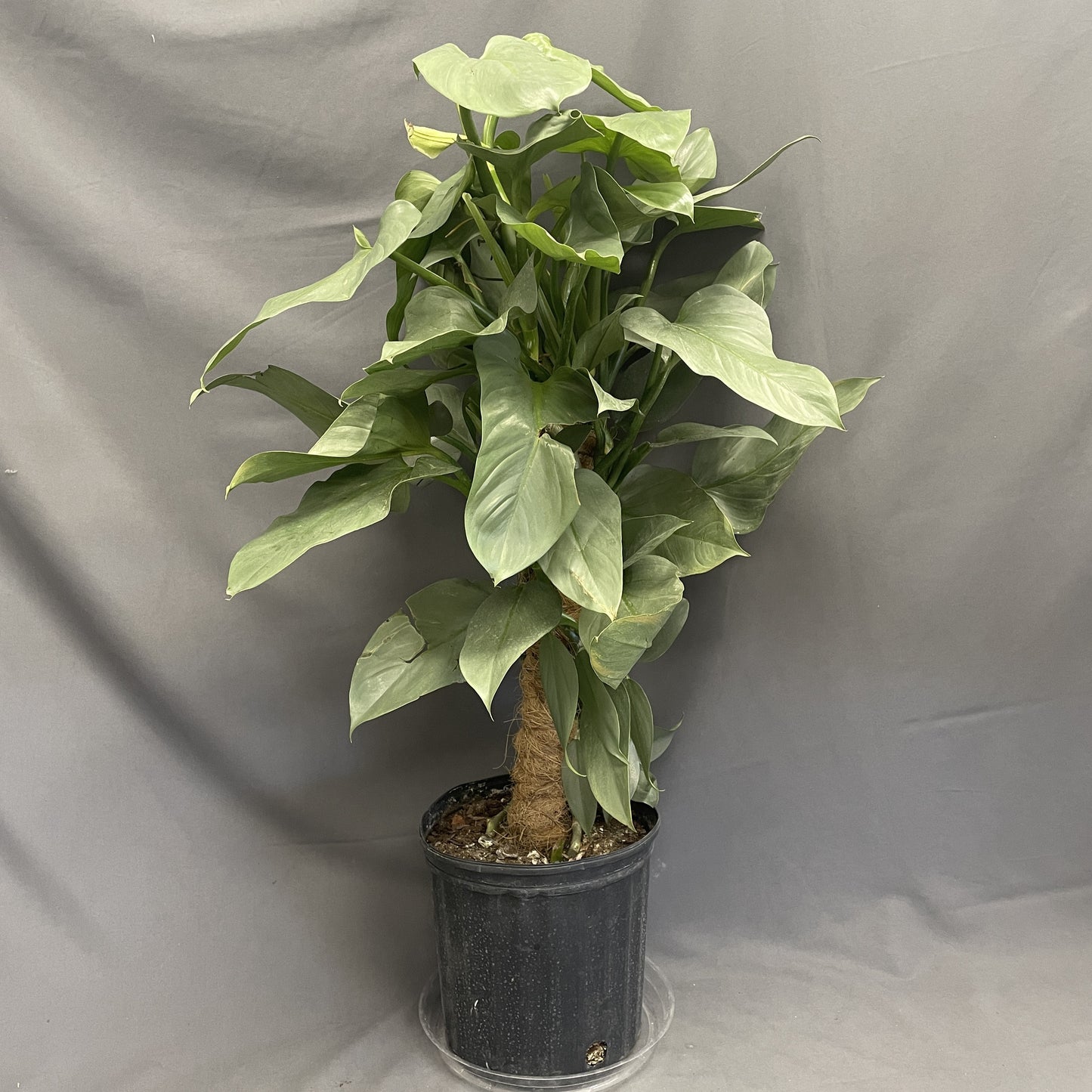 Philodendron Silver Sword 10" Pot